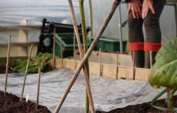 Close up of allotment with grower looking down at soil