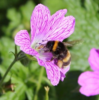 A bumblebee explores a magenta flower