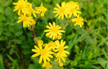 Wild yellow flower