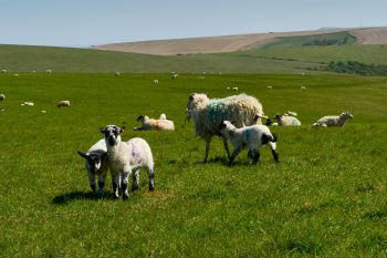 Sheep and lambs on green downland