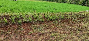 Desho grass strips on the REAL NbS project experimental field in Ethiopia