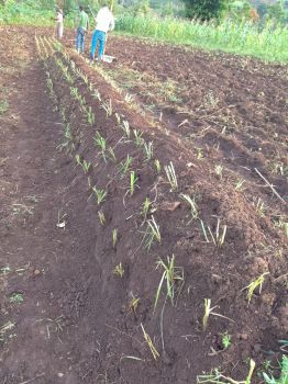 Desho grass strips on the experimental NbS field in Ethiopia
